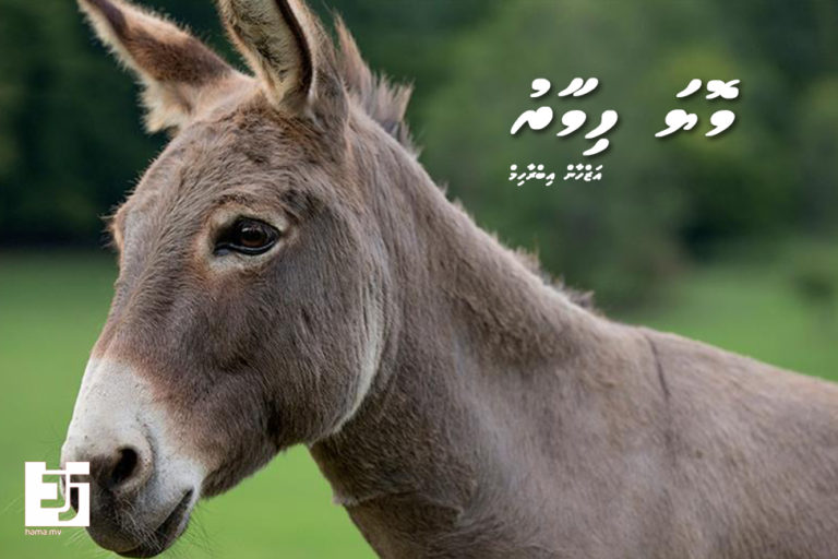 004 Moya Himaaru