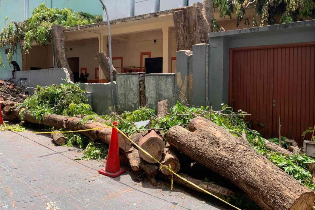 026 nca އޮލިމްޕަސް ގޯތި ތެރޭގައި ހުރި ގަސްތަކެއް ކަނޑާލާފައި