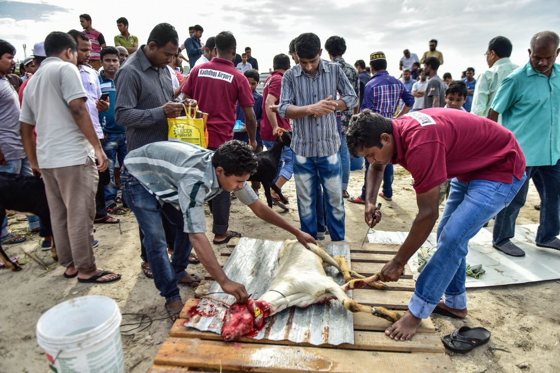 އީދު ދުވަހު ބަކަރި ކަތިލަނީ