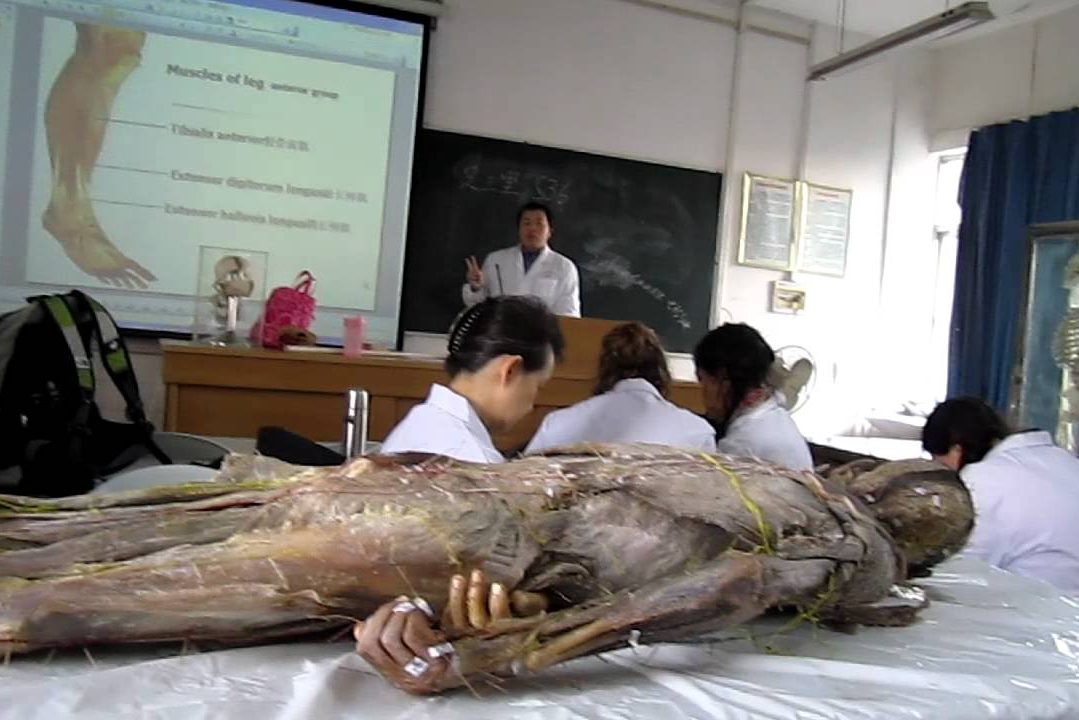 010 nigeria މެޑިކަލް ކްލާހަށް ގެންގޮސްފައި އޮތް މަރުވެފައިވާ ހަށިގަނޑެއް