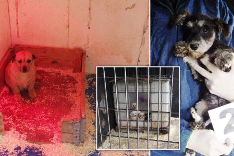 އަނިޔާކޮށްފައިވާ ބައެއް ޖަނަވާރުތައް