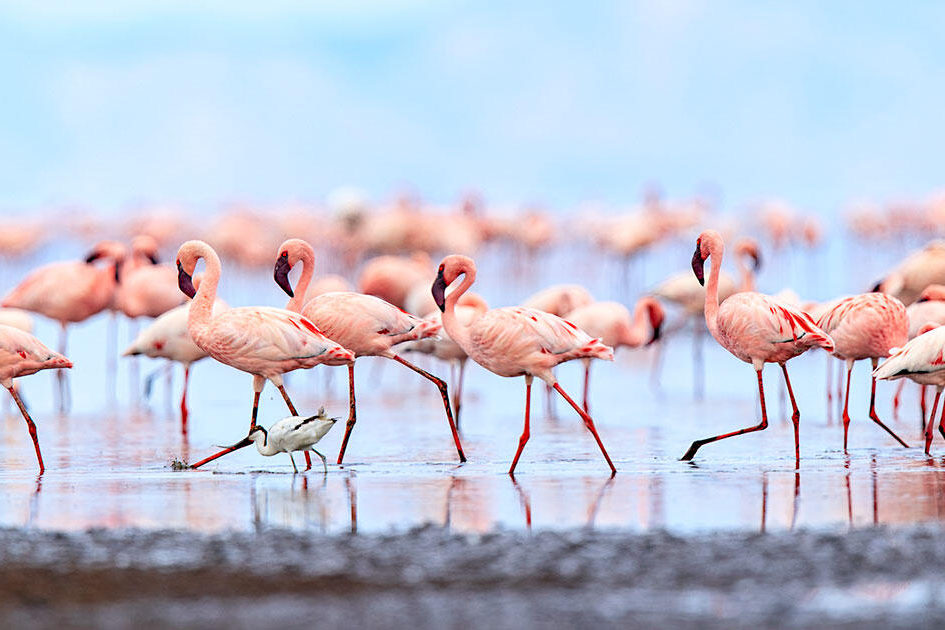 f_aud_apa-2019_lesser-flamingo_p1-9334-8_ts_photo-wink-gaines