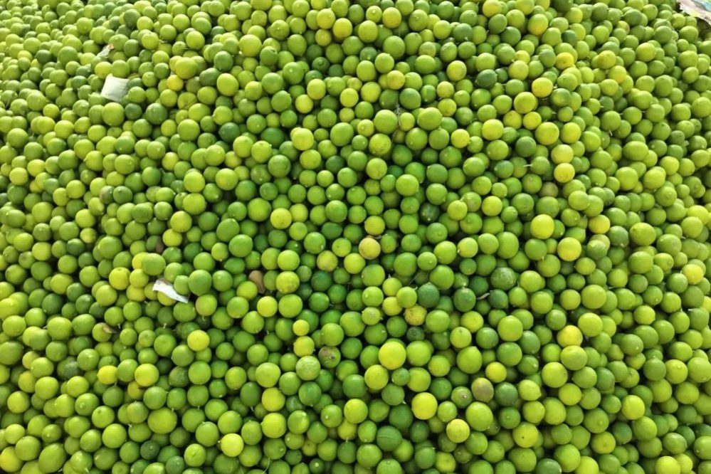 whatsapp-image-2024-08-02-at-9-54-12-am-1000x1000